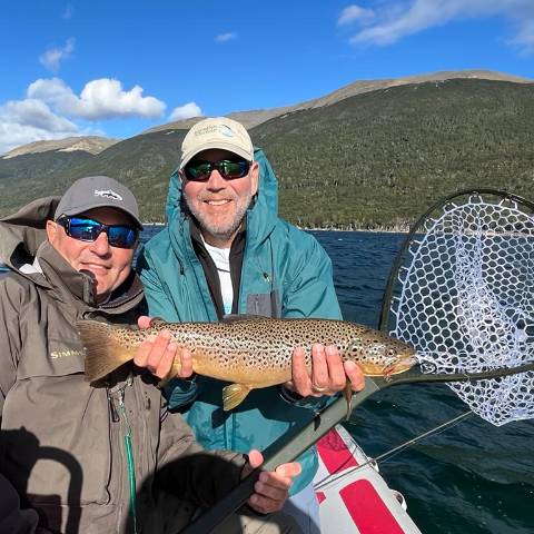 Brown trout