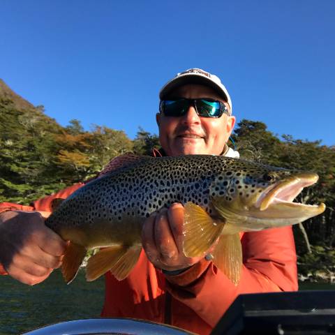 Brown trout