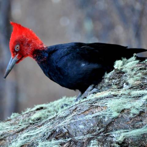Magelanic Woodpecker
