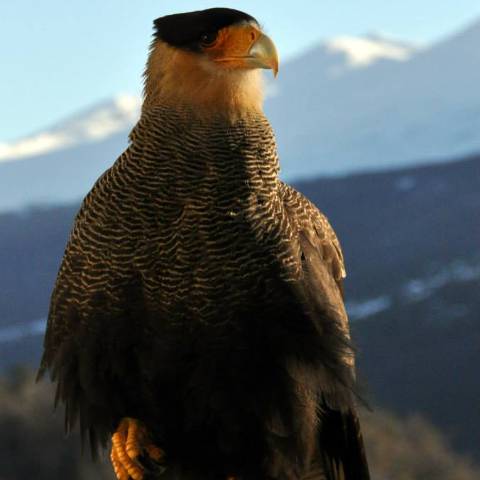 Caracara Plancus