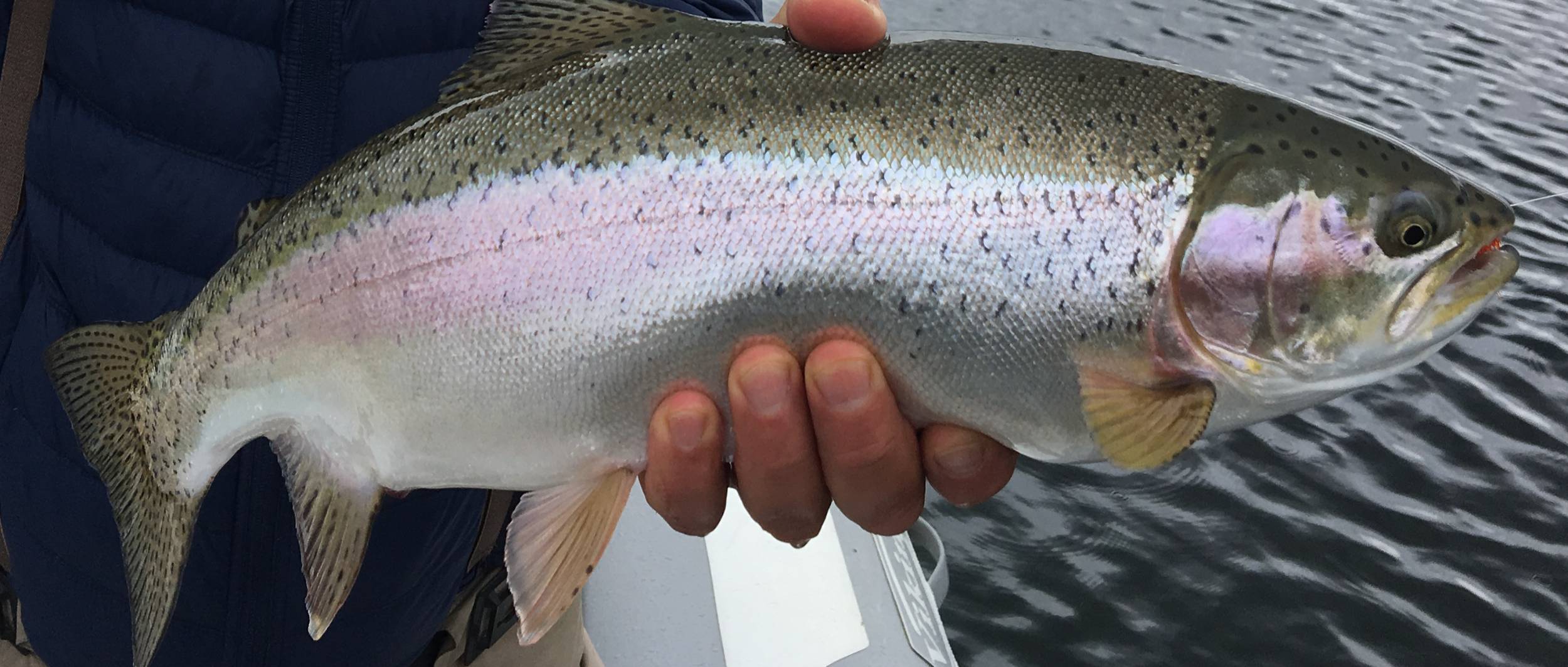 Fly Fishing Ushuaia